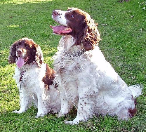 English Springer Spaniel additional photo