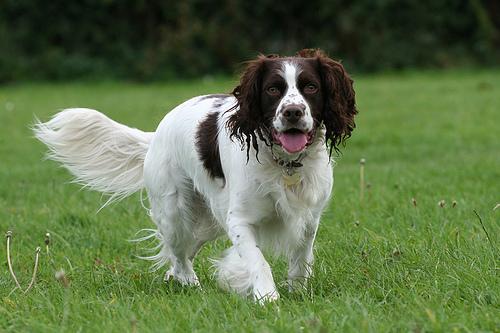 English Springer Spaniel additional photo