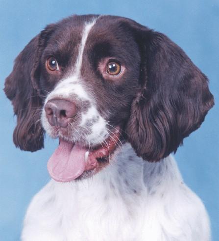 English Springer Spaniel additional photo