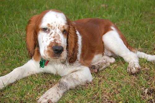 Welsh Springer Spaniel additional photo