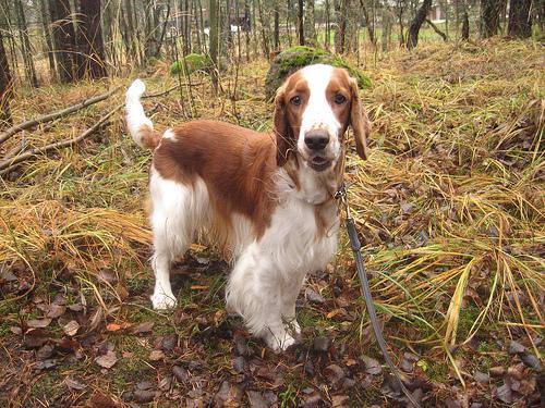Welsh Springer Spaniel additional photo