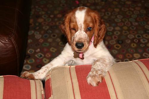 Welsh Springer Spaniel additional photo