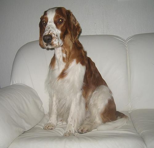 Welsh Springer Spaniel additional photo