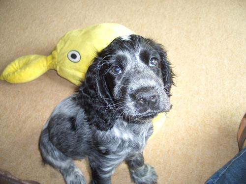 Cocker Spaniel additional photo