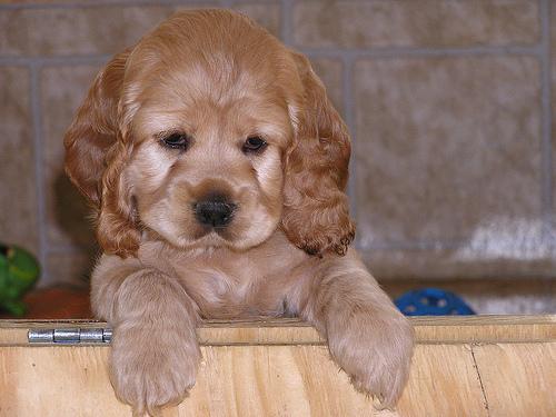 Cocker Spaniel (American) additional photo
