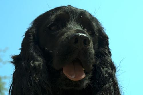 Boykin Spaniel additional photo