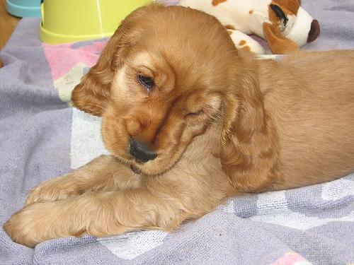 English Toy Spaniel additional photo