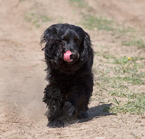 Field Spaniel additional photo