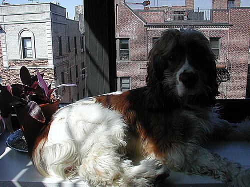 Boykin Spaniel additional photo