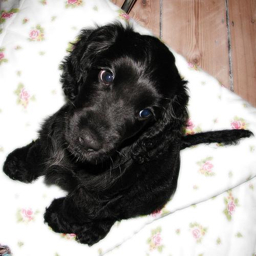 Cocker Spaniel (American) additional photo