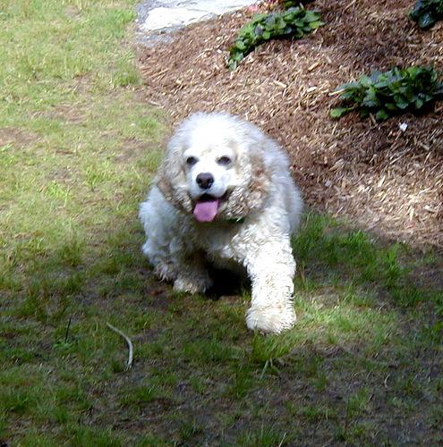Field Spaniel additional photo