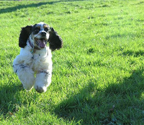 Cavalier King Charles Spaniel additional photo