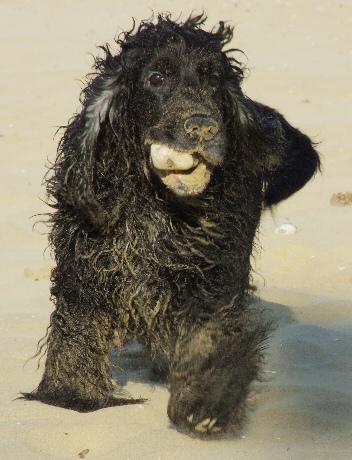 Cocker Spaniel (American) additional photo