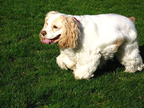 Cocker Spaniel (American) additional photo