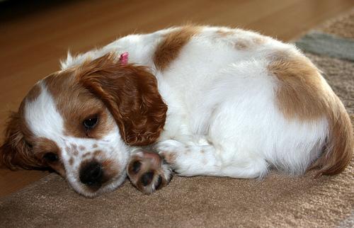 English Toy Spaniel additional photo