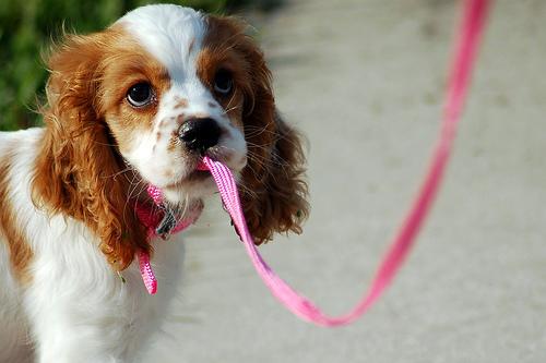 English Toy Spaniel additional photo