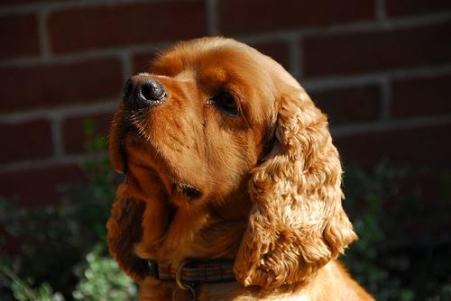 Cavalier King Charles Spaniel additional photo
