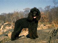 American Water Spaniel additional photo