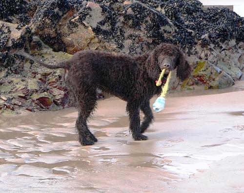 Irish Water Spaniel additional photo