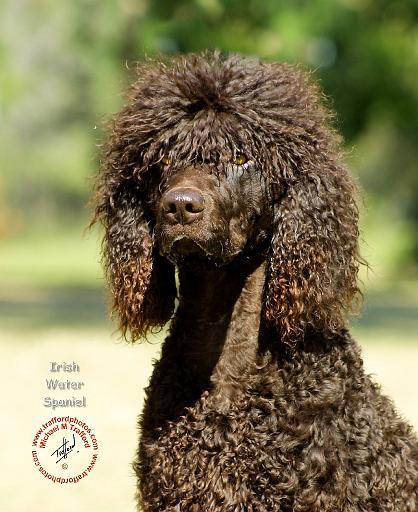 Irish Water Spaniel