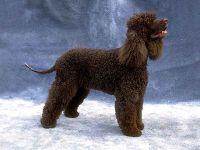 Irish Water Spaniel additional photo