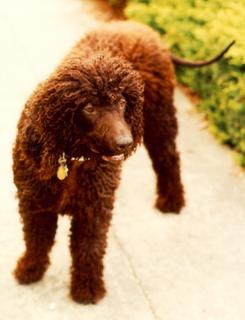 American Water Spaniel additional photo