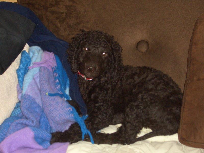 American Water Spaniel additional photo