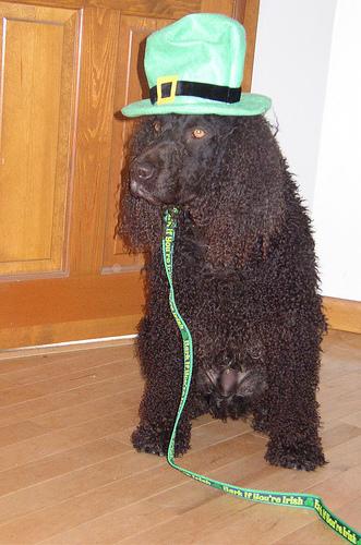 Irish Water Spaniel additional photo