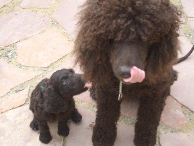 American Water Spaniel additional photo
