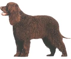 Irish Water Spaniel additional photo