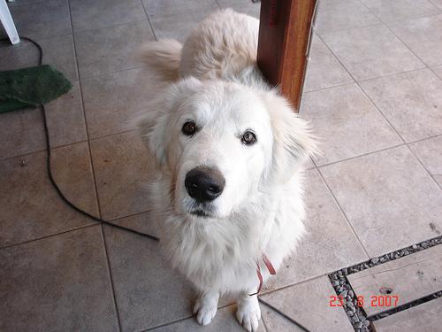 Kuvasz additional photo