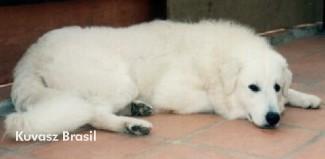 Kuvasz additional photo