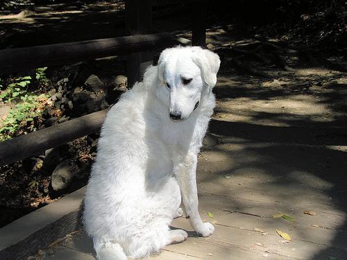 Kuvasz additional photo