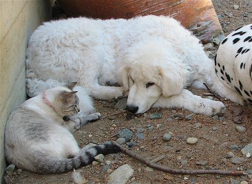 Kuvasz additional photo