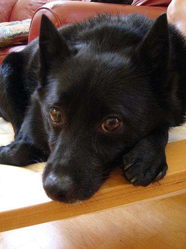 Schipperke additional photo