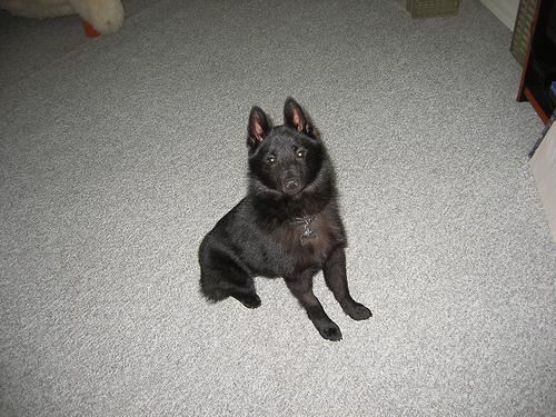 Schipperke additional photo