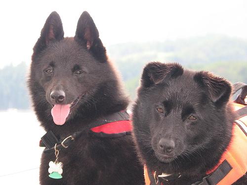 Schipperke additional photo