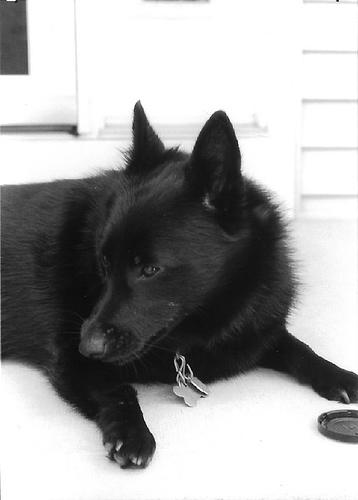 Schipperke additional photo