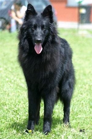 Belgian Sheepdog additional photo