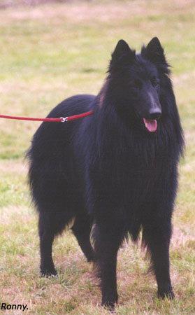 Beauceron additional photo