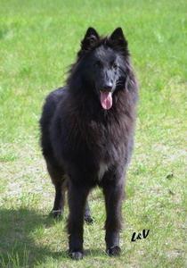 Belgian Sheepdog additional photo