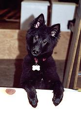 Belgian Sheepdog additional photo