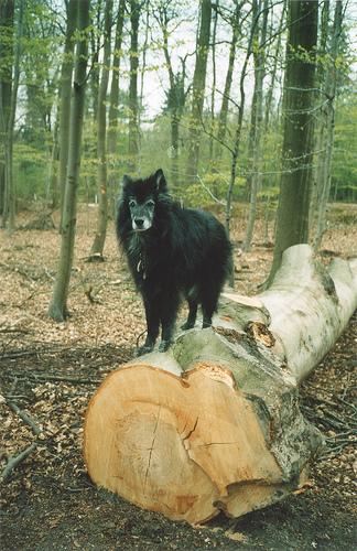 Belgian Sheepdog additional photo