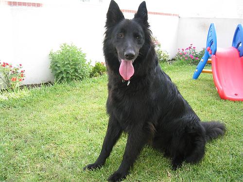 Beauceron additional photo