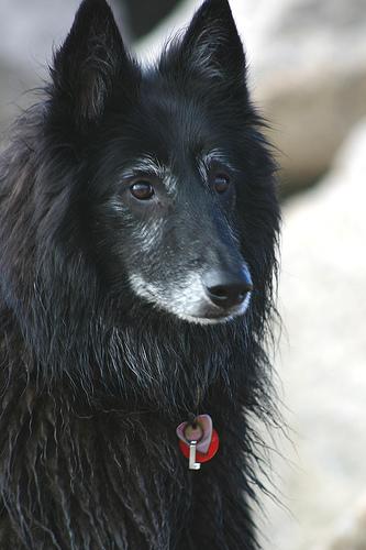 Belgian Sheepdog