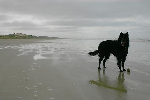 Beauceron additional photo