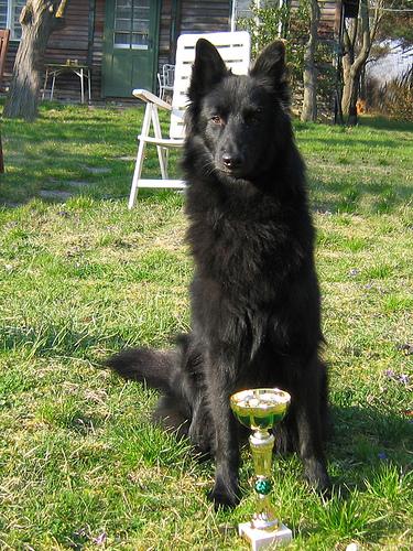 Beauceron additional photo
