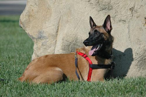 Belgian Malinois additional photo