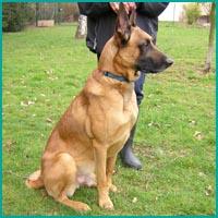 Belgian Malinois additional photo
