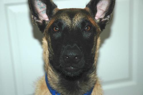 Belgian Malinois additional photo